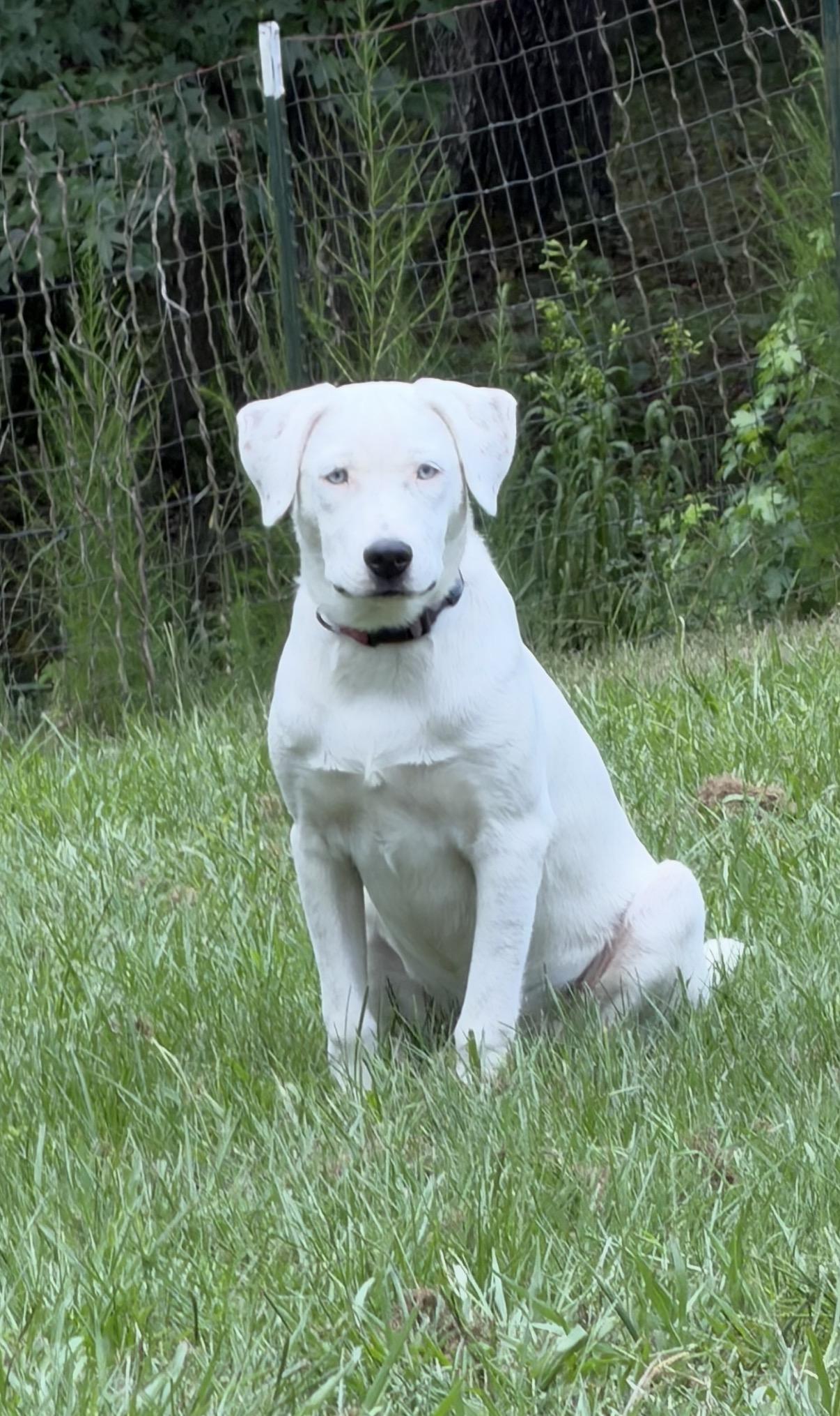 Angel, Adoptable, Young Female Labrador Retriever & Australian Shepherd.