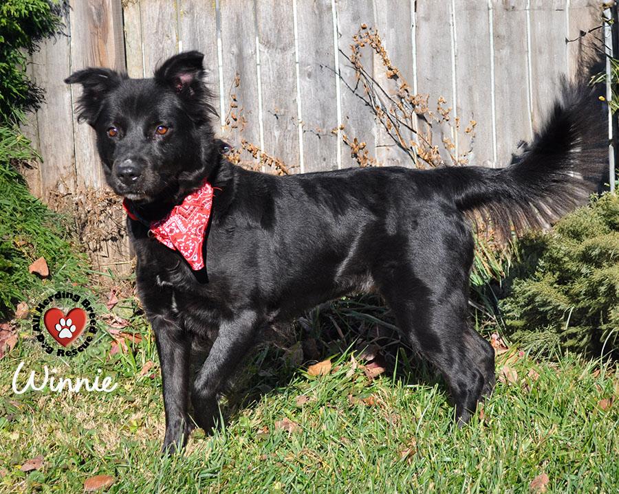 Winnie, ADOPTABLE, Young Female Border Collie.