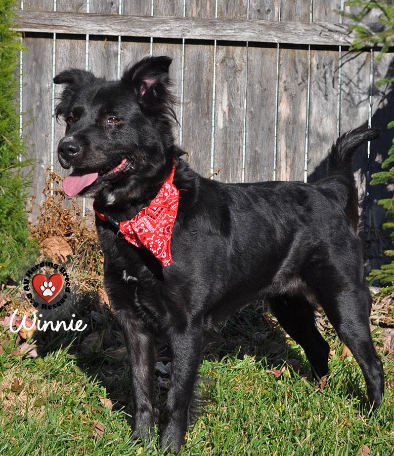 Enlarge Winnie, a ADOPTABLE mixed breed in Joliet, IL image 2/3