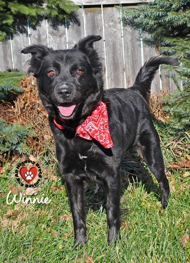 Enlarge Winnie, a ADOPTABLE mixed breed in Joliet, IL image 3/3