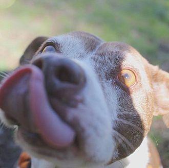 Enlarge Layla, a Adoptable mixed breed in Charlotte, NC image 1/6