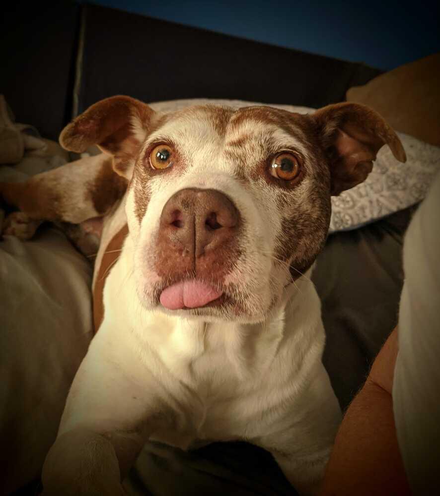 Enlarge Layla, a Adoptable mixed breed in Charlotte, NC image 2/6