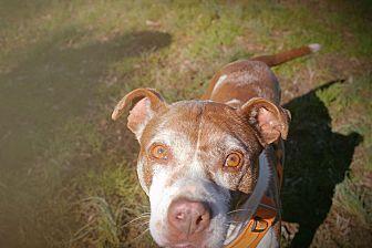 Enlarge Layla, a Adoptable mixed breed in Charlotte, NC image 3/6