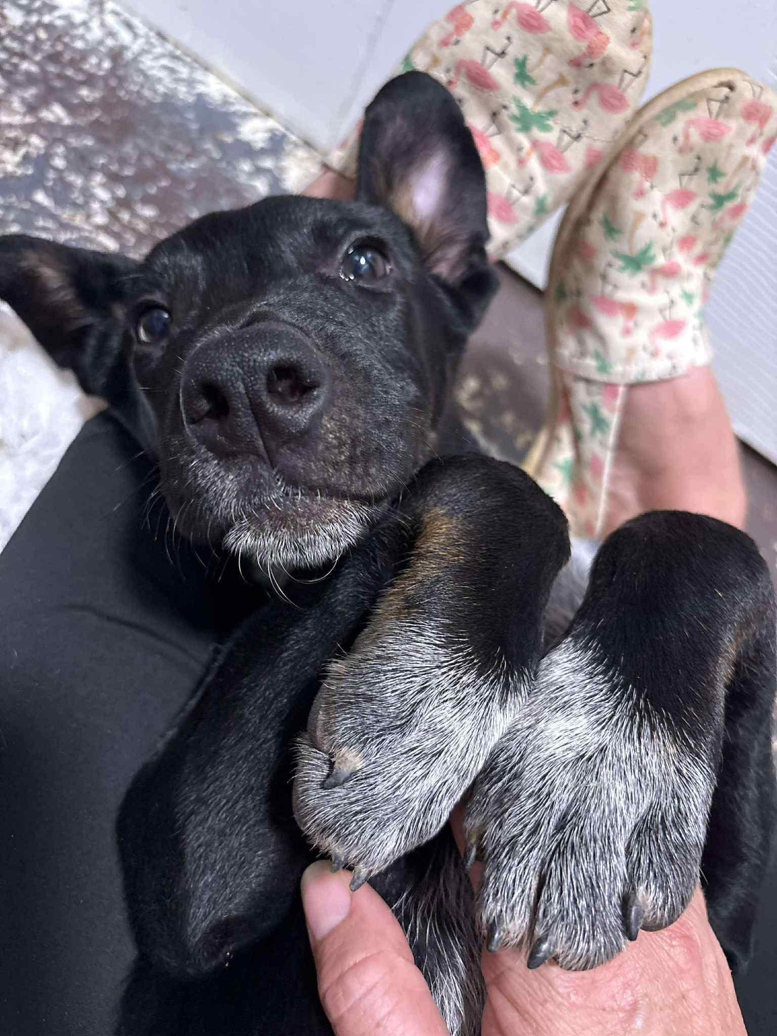 Enlarge Jack, a Adopted mixed breed in Carthage, MS image 1/2