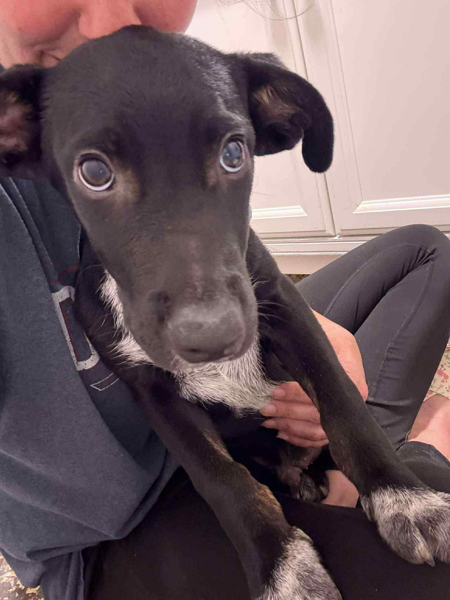 Enlarge Jack, a Adopted mixed breed in Carthage, MS image 2/2