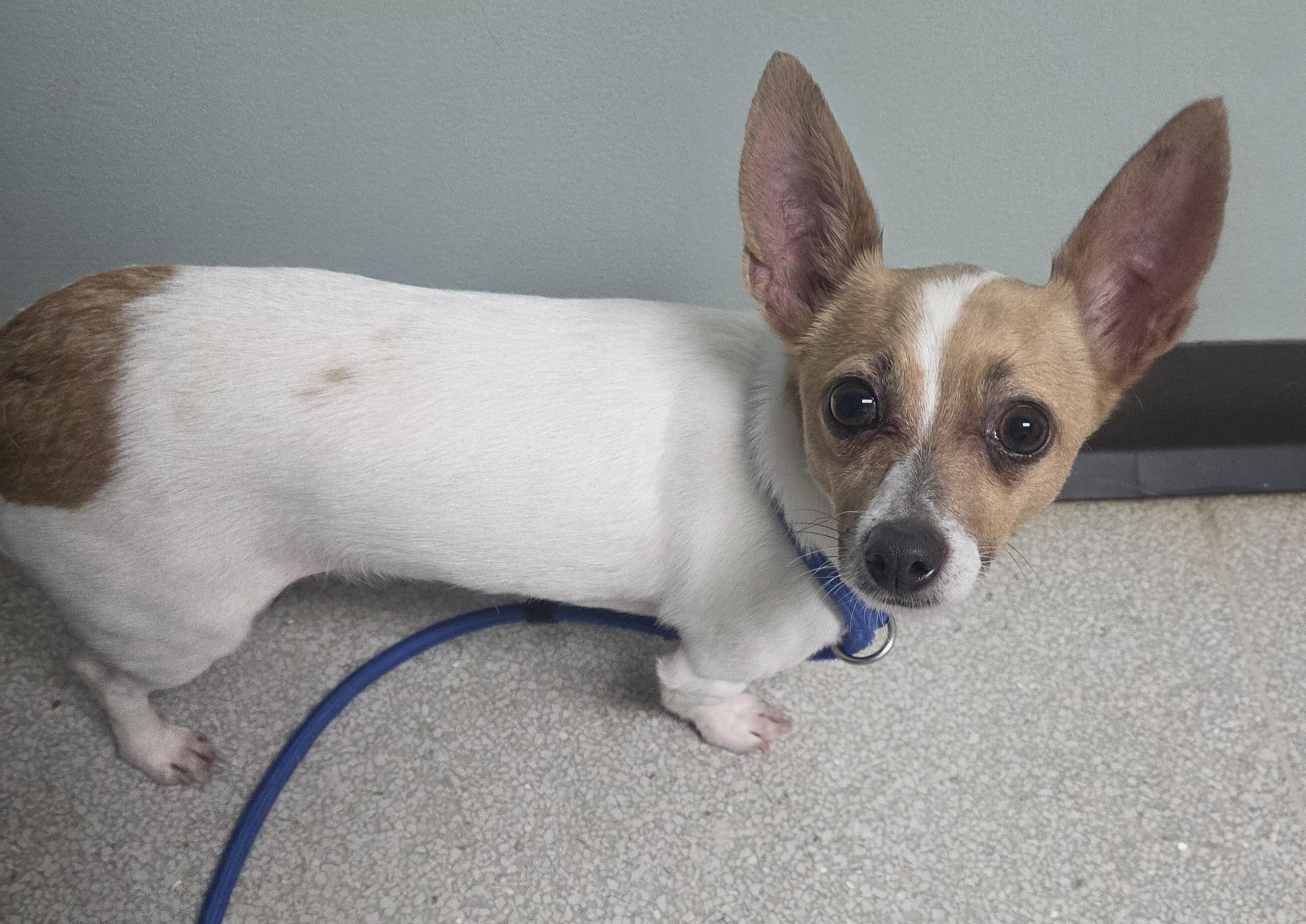 Enlarge Flash, a ADOPTABLE mixed breed in West Branch, MI image 1/1