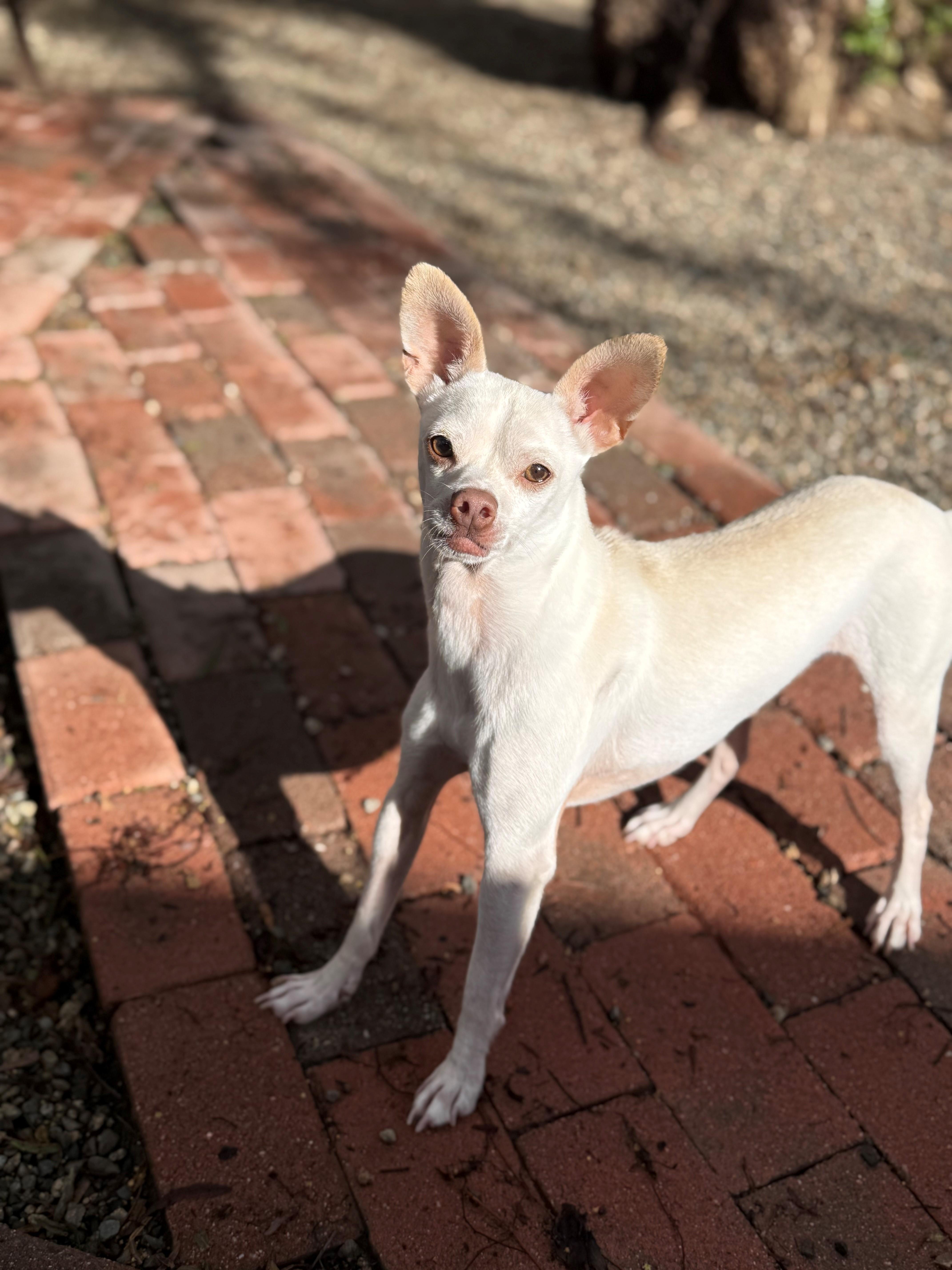 Enlarge MoonPie, a Adoptable Chihuahua in Laguna Beach, CA image 1/2