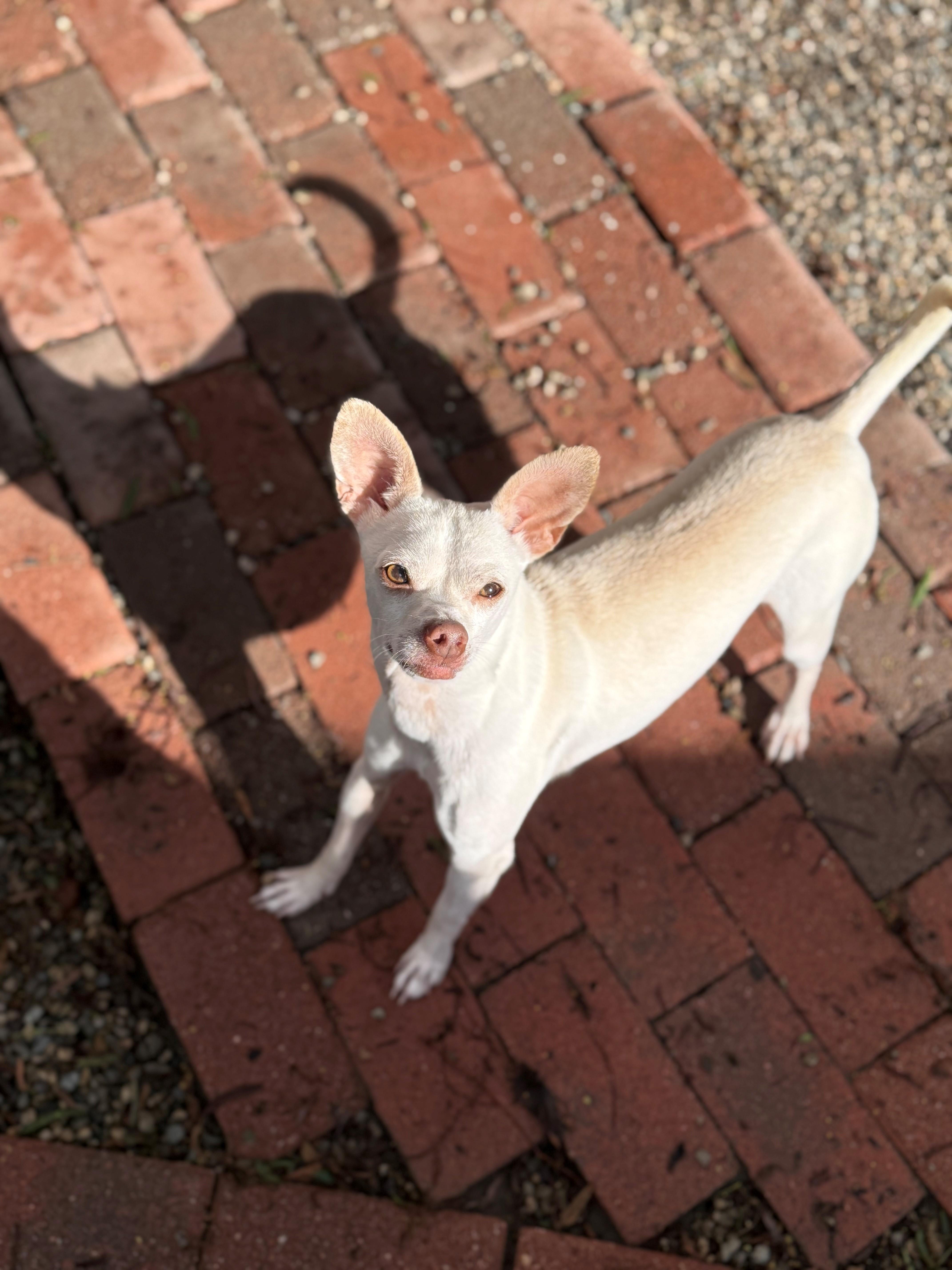 Enlarge MoonPie, a Adoptable Chihuahua in Laguna Beach, CA image 2/2