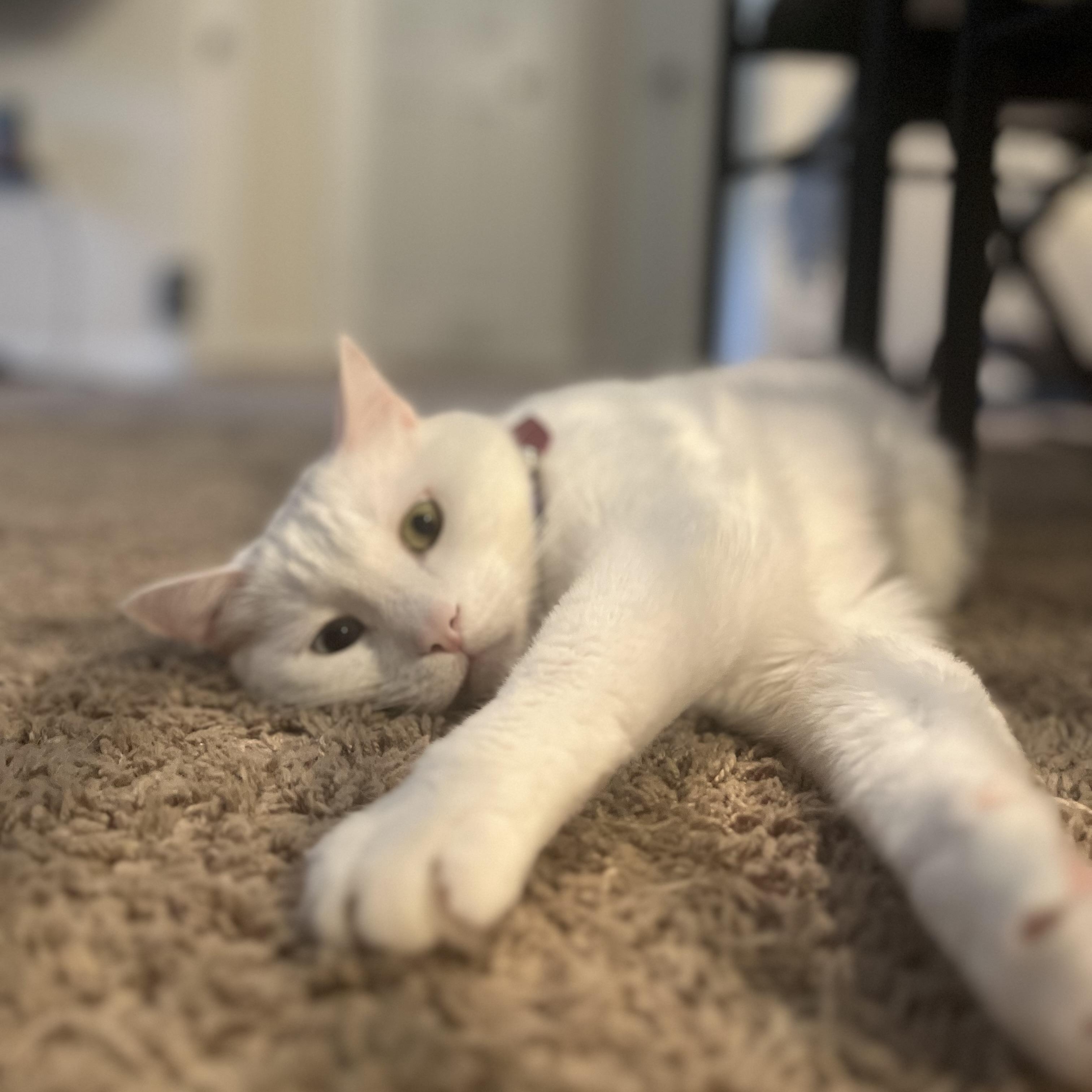 Sukkar, a ADOPTABLE Turkish Angora in Johnson City, TN image 5/6