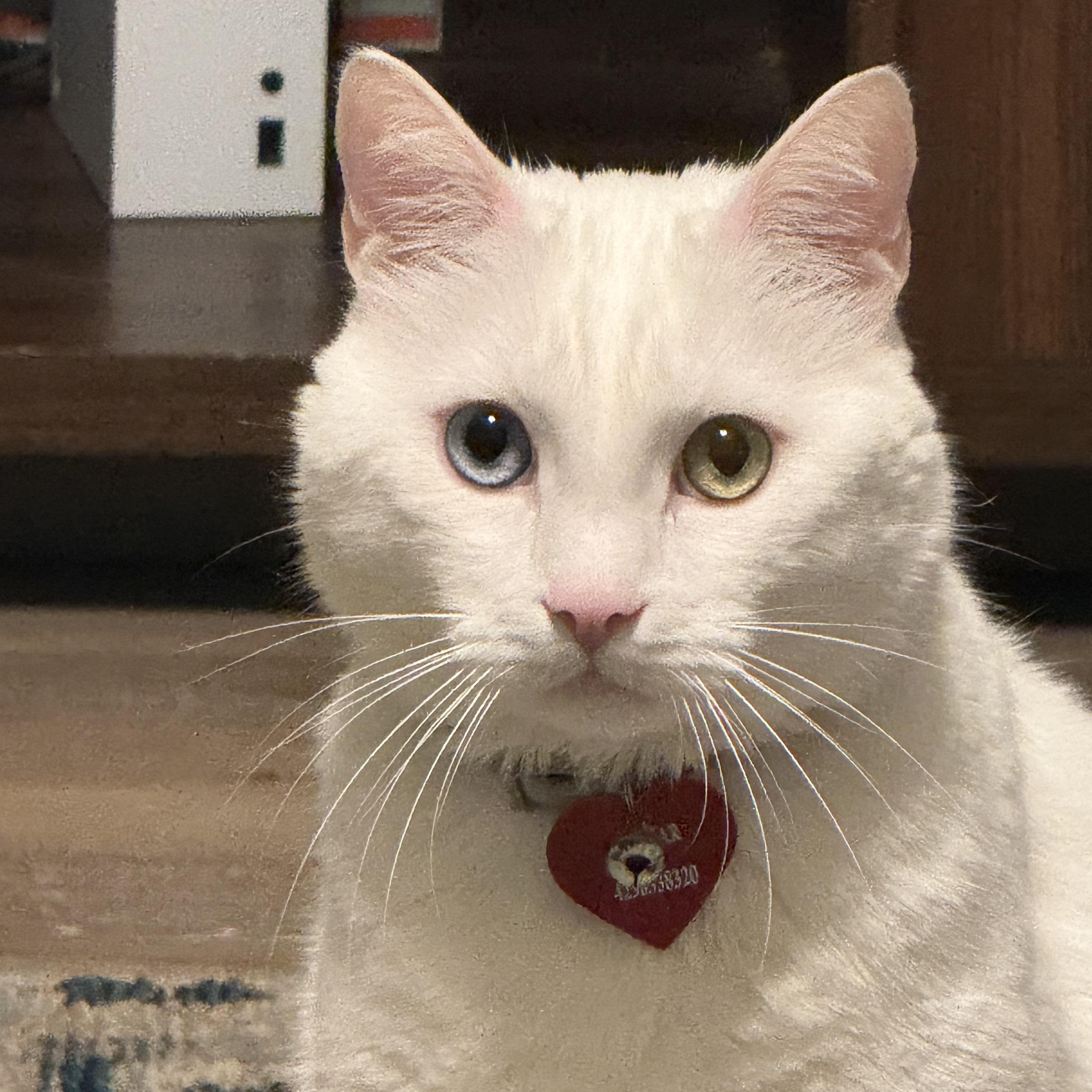 Sukkar, a ADOPTABLE Turkish Angora in Johnson City, TN image 1/6