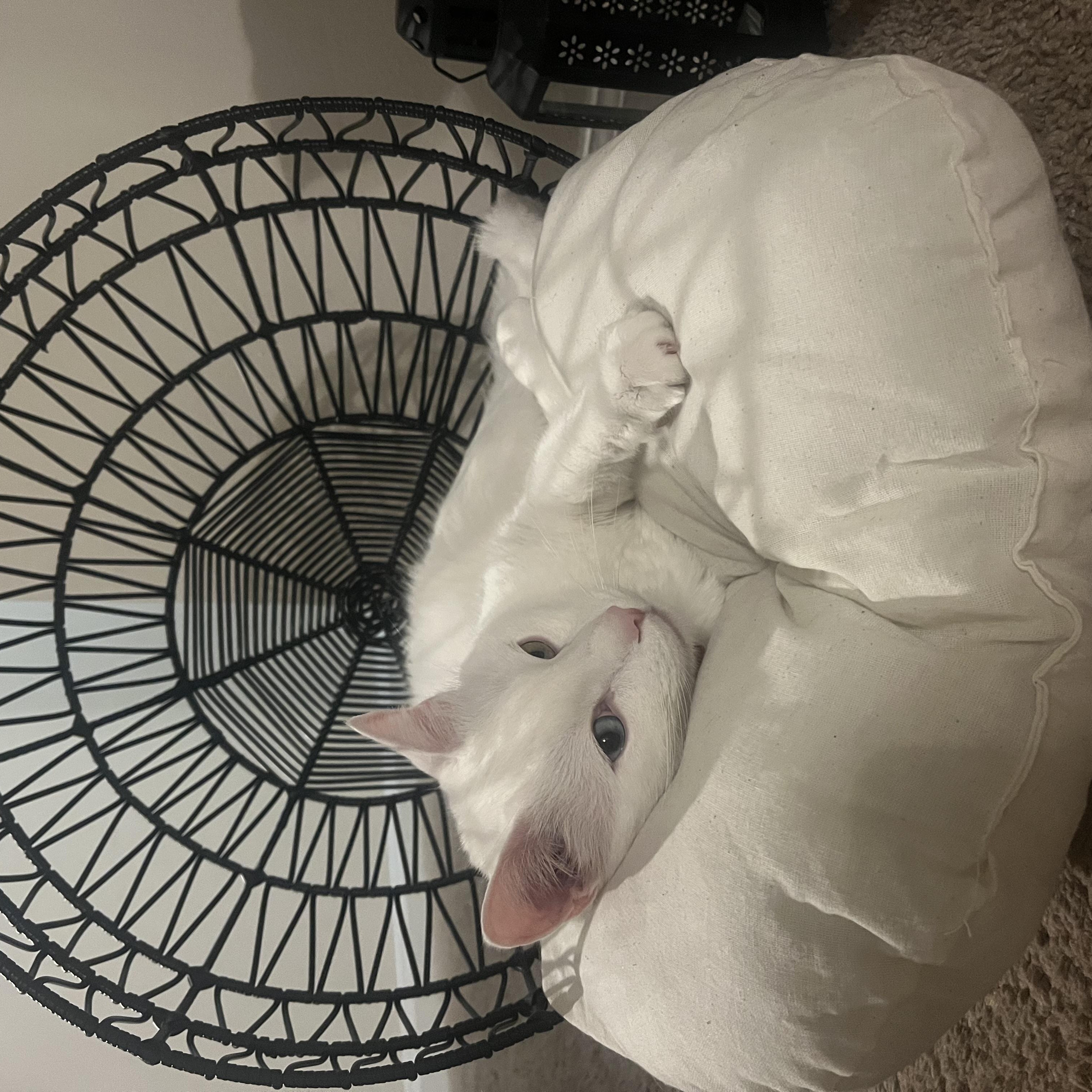 Sukkar, a ADOPTABLE Turkish Angora in Johnson City, TN image 6/6