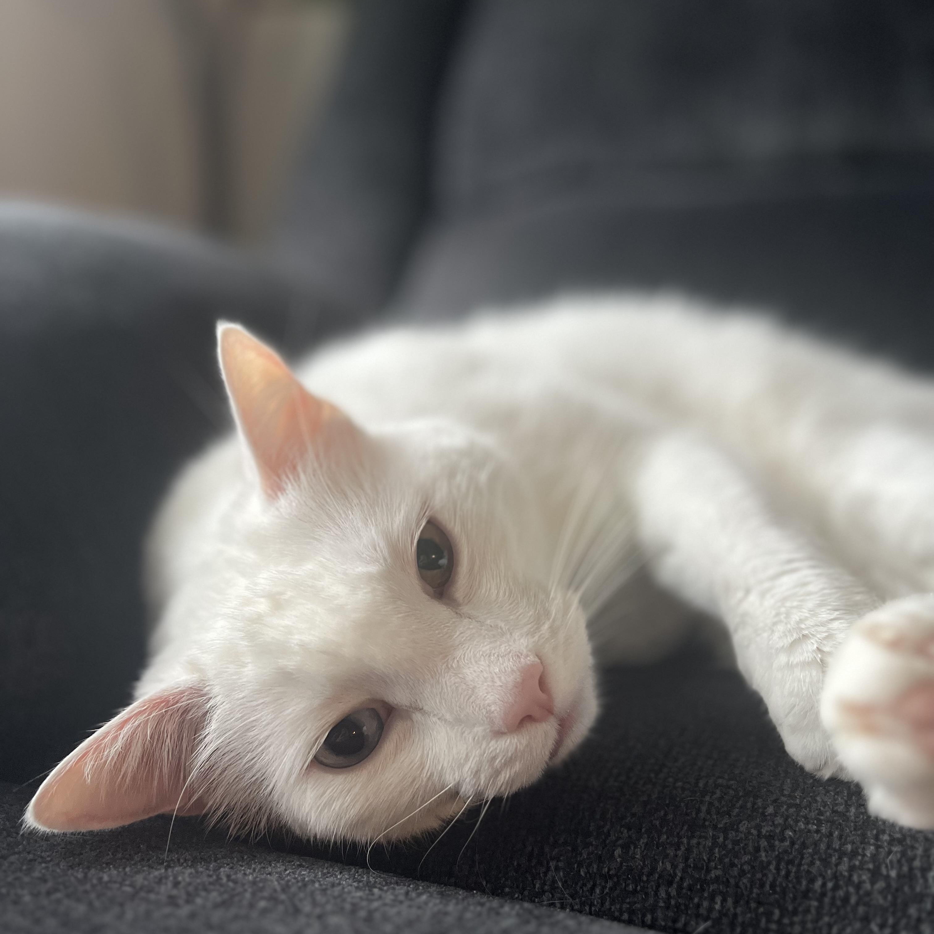 Sukkar, a ADOPTABLE Turkish Angora in Johnson City, TN image 3/6