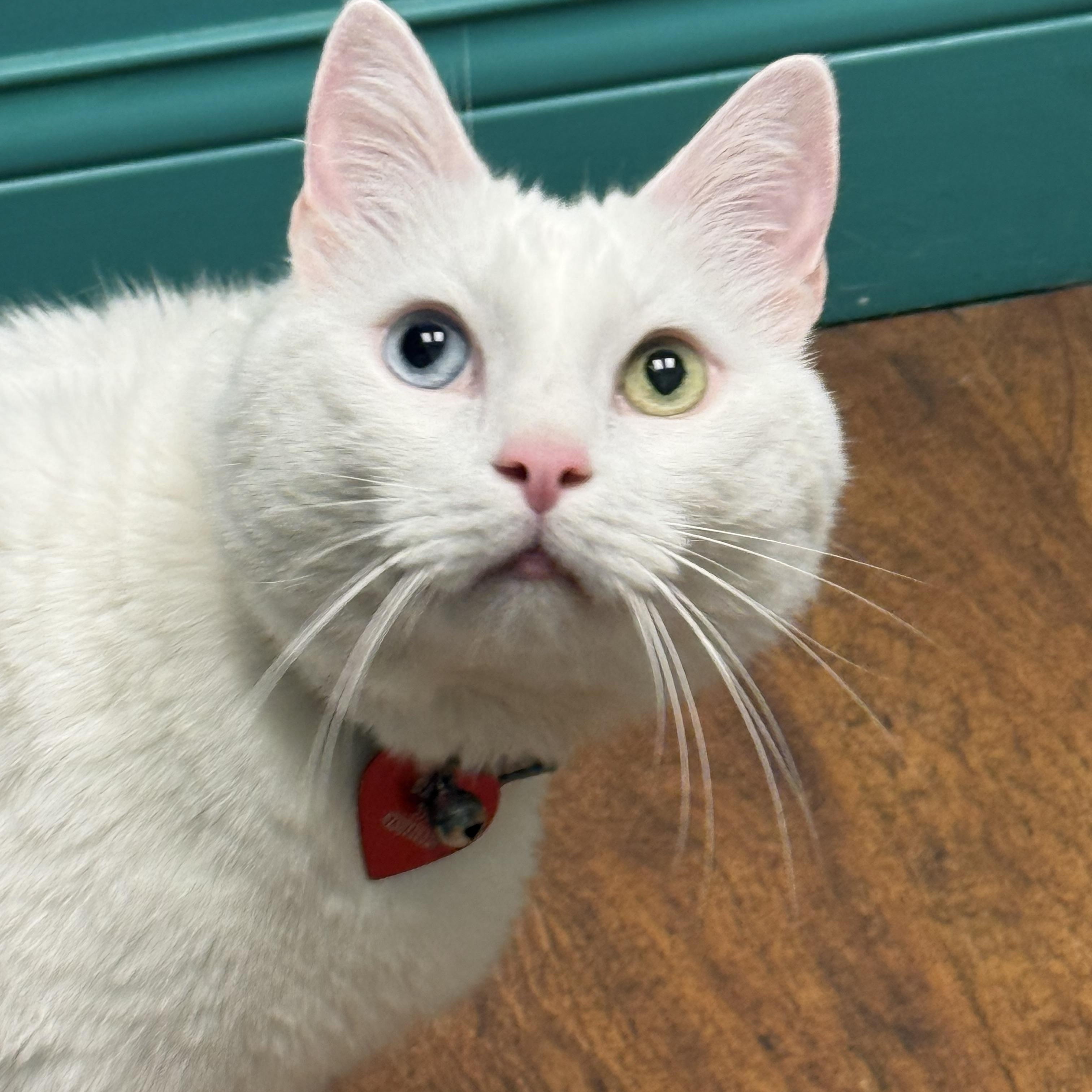 Sukkar, a ADOPTABLE Turkish Angora in Johnson City, TN image 2/6