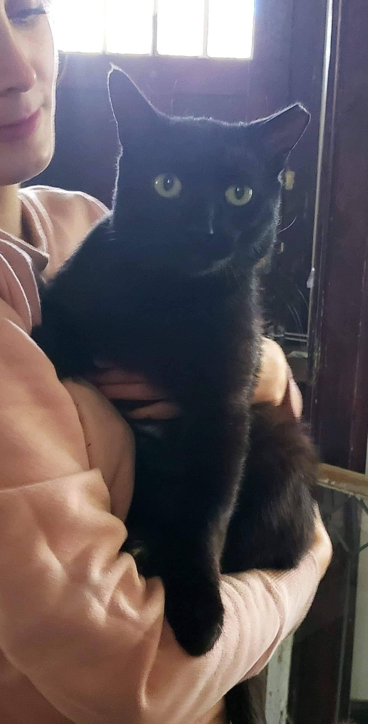 Louie, Adoptable, Adult Male Domestic Short Hair.