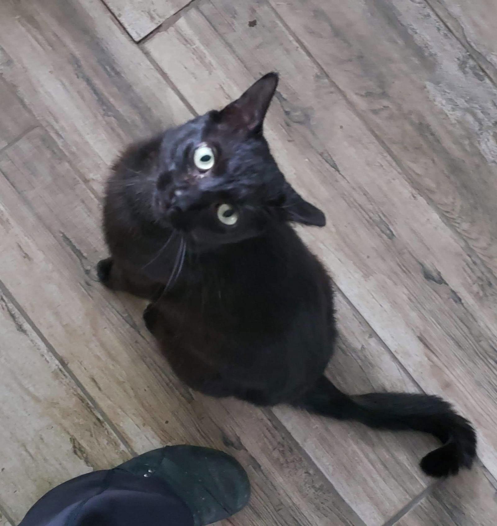 Louie, a Adoptable Domestic Short Hair image 2/6