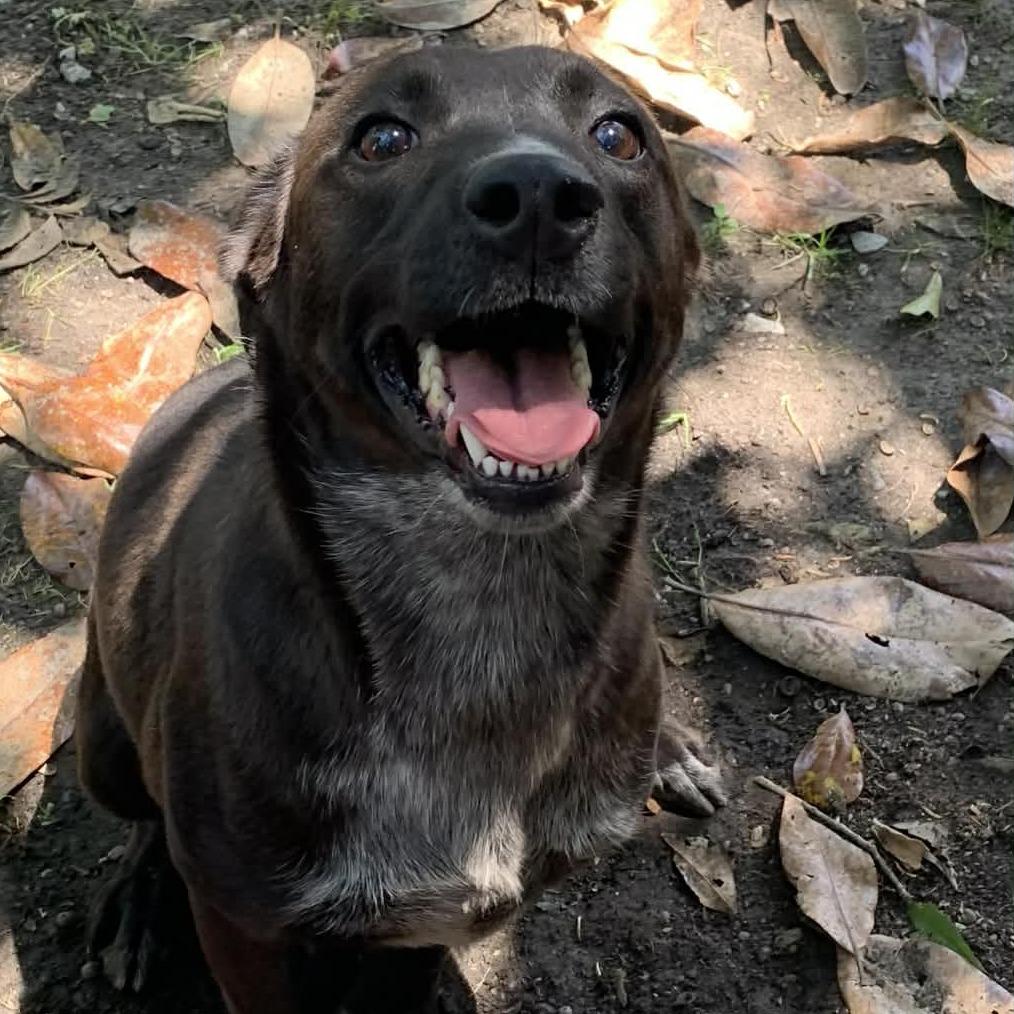 Becca, Adoptable, Adult Female Mixed Breed.