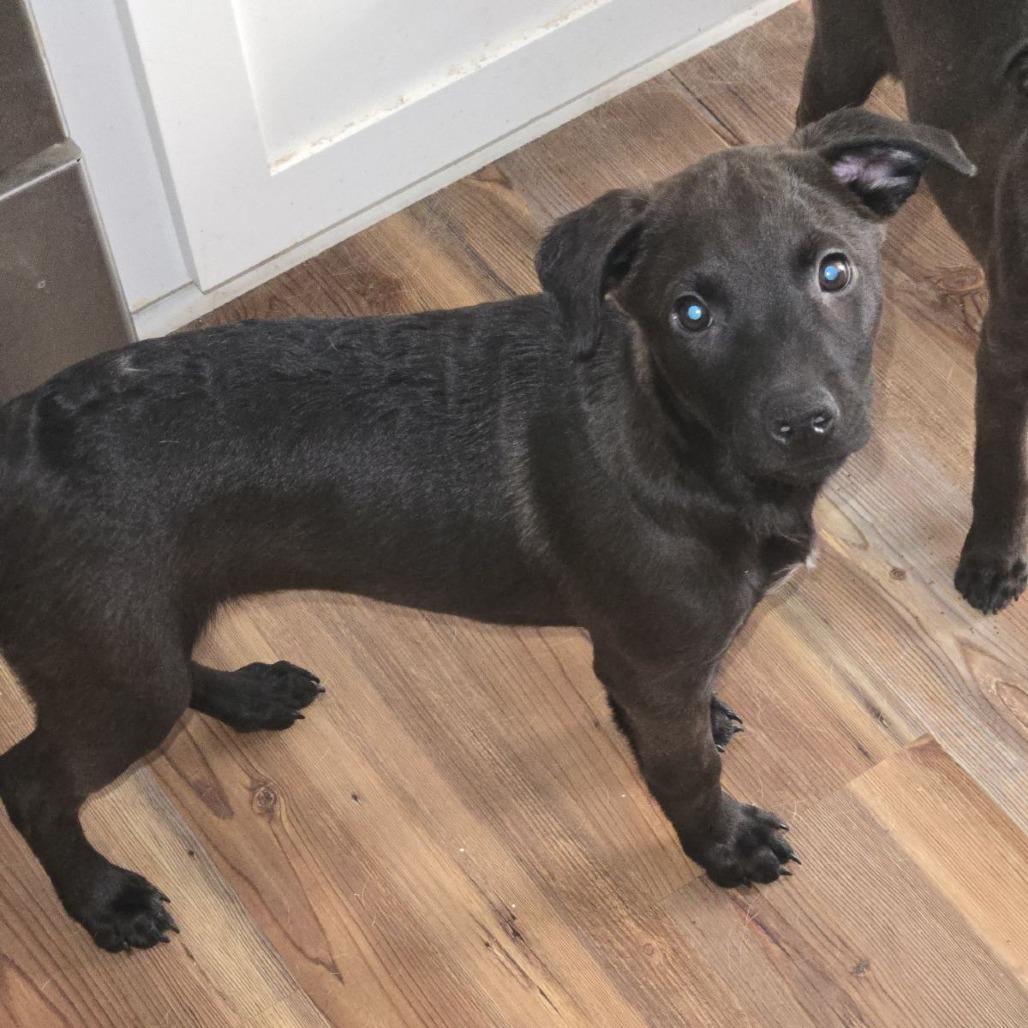 Becca, a Adoptable Mixed Breed in Laurel, MS image 1/2