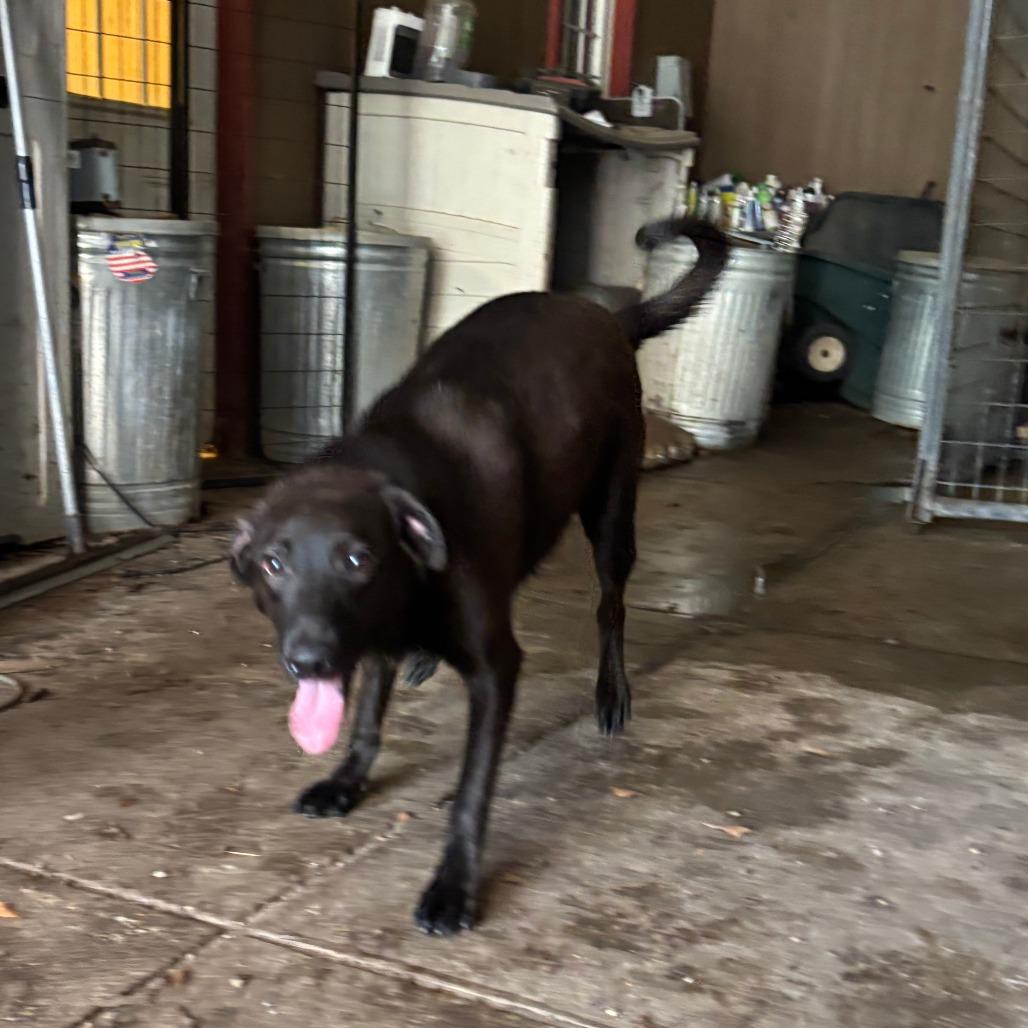 Becca, a Adoptable Mixed Breed in Laurel, MS image 2/2