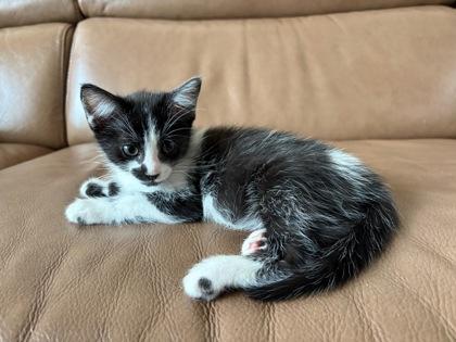 Alfalfa, Adoptable, Kitten Male Domestic Short Hair & Domestic Short Hair.
