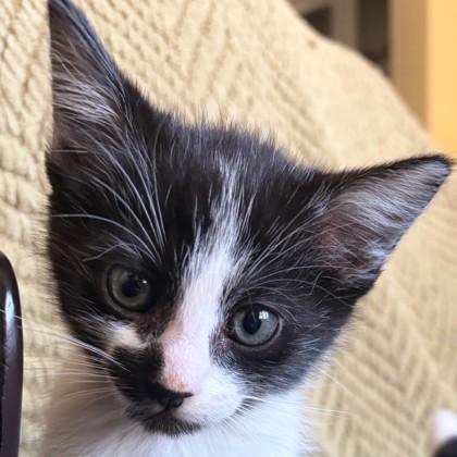 Alfalfa, a Adoptable mixed breed in Pleasanton, CA image 2/3