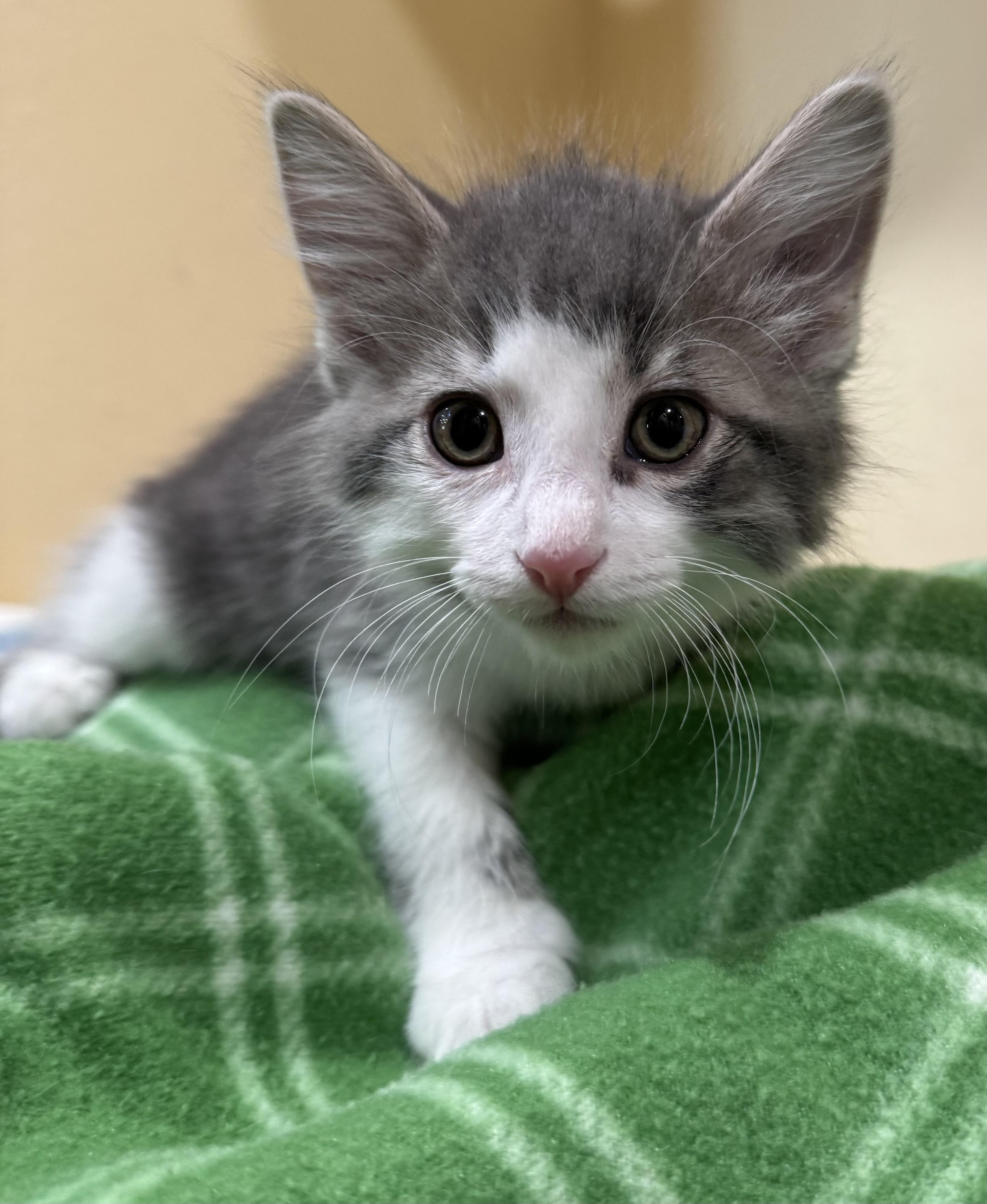 Enlarge Hunter, an adopted Domestic Short Hair in Tomah, WI image 2/2