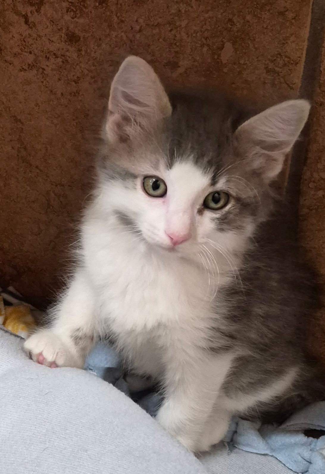 Enlarge Hunter, an adopted Domestic Short Hair in Tomah, WI image 1/2