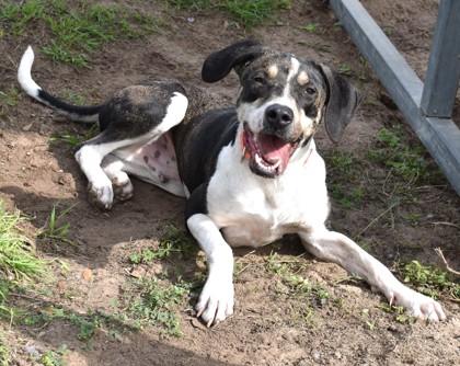 Enlarge Rodney, a ADOPTABLE mixed breed in Inverness, FL image 2/2