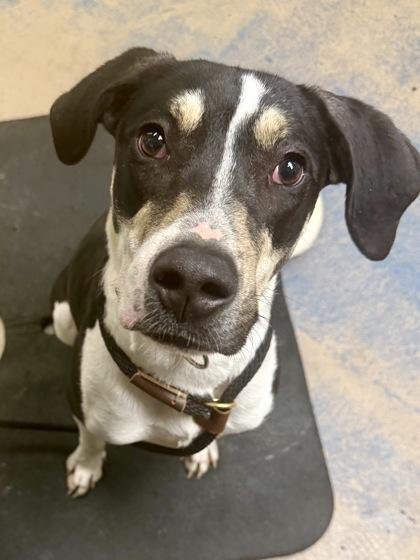 Enlarge Rodney, a ADOPTABLE mixed breed in Inverness, FL image 1/2