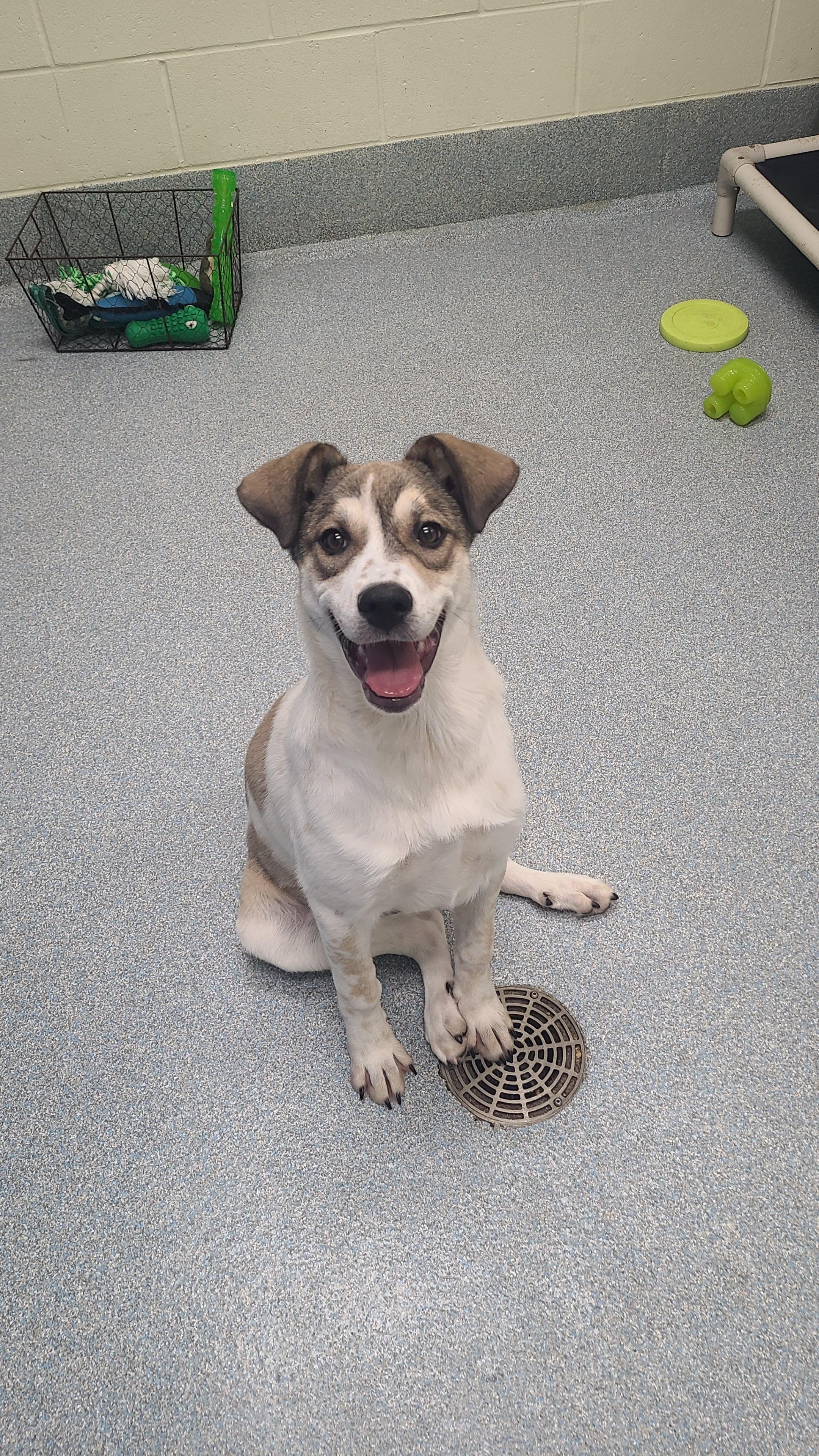 Enlarge Delilah, a ADOPTABLE mixed breed in St. Joseph, MI image 1/1
