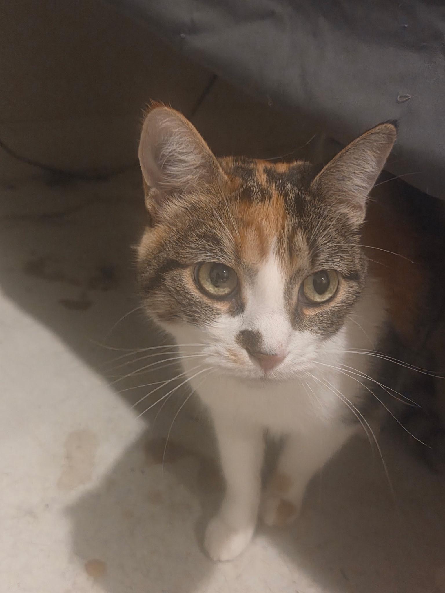 Kittie, Adoptable, Adult Female Domestic Short Hair.