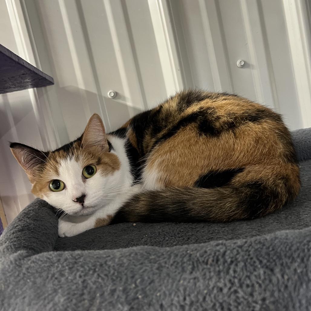 Enlarge Cindy, a Adoptable Domestic Short Hair in Blairsville, GA image 3/6