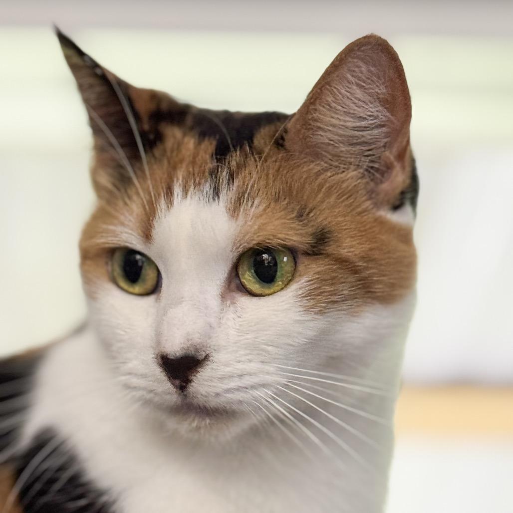 Enlarge Cindy, a Adoptable Domestic Short Hair in Blairsville, GA image 6/6