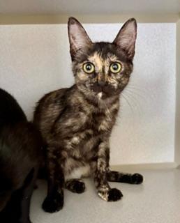Alpachi, an adopted Domestic Short Hair in Winter Haven, FL image 2/2