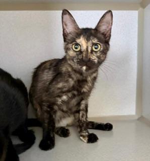 Alpachi, an adopted Domestic Short Hair in Winter Haven, FL image 1/2