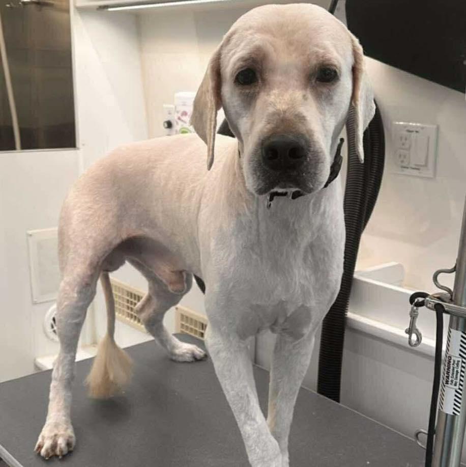 Cody, Adoptable, Adult Male Golden Retriever & Standard Poodle.