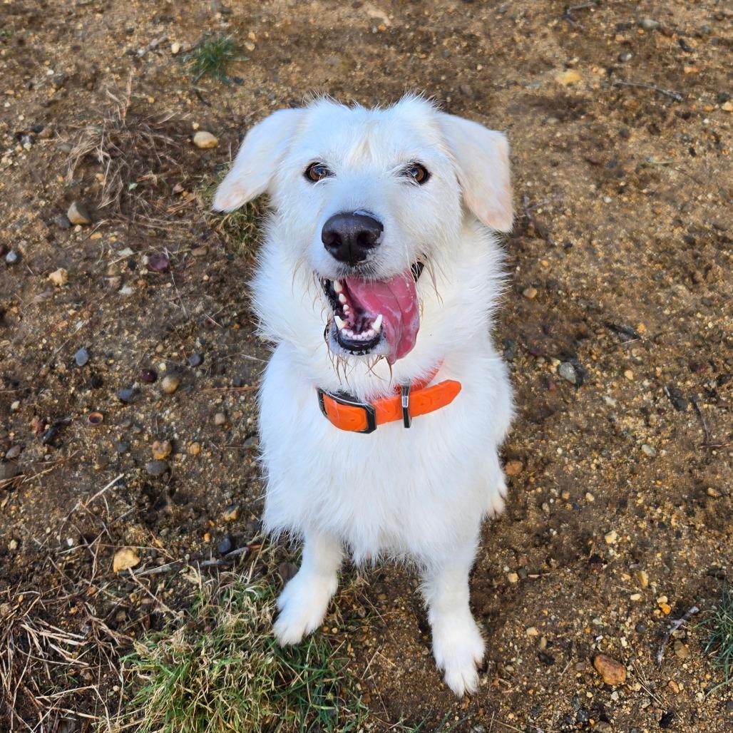 CT Sunny (Foster in Tolland, CT), a Adoptable mixed breed in Stormville, NY image 4/6