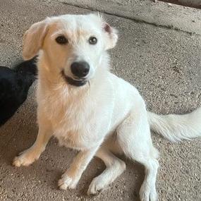 CT Sunny (Foster in Tolland, CT), a Adoptable mixed breed in Stormville, NY image 6/6