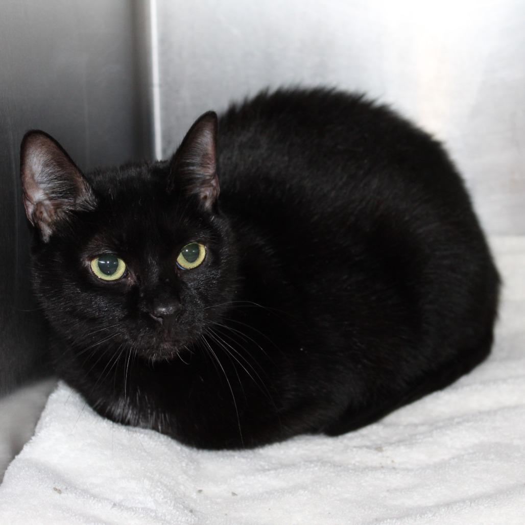 Enlarge Pickles, a Adoptable Domestic Short Hair in Auburn, AL image 1/2