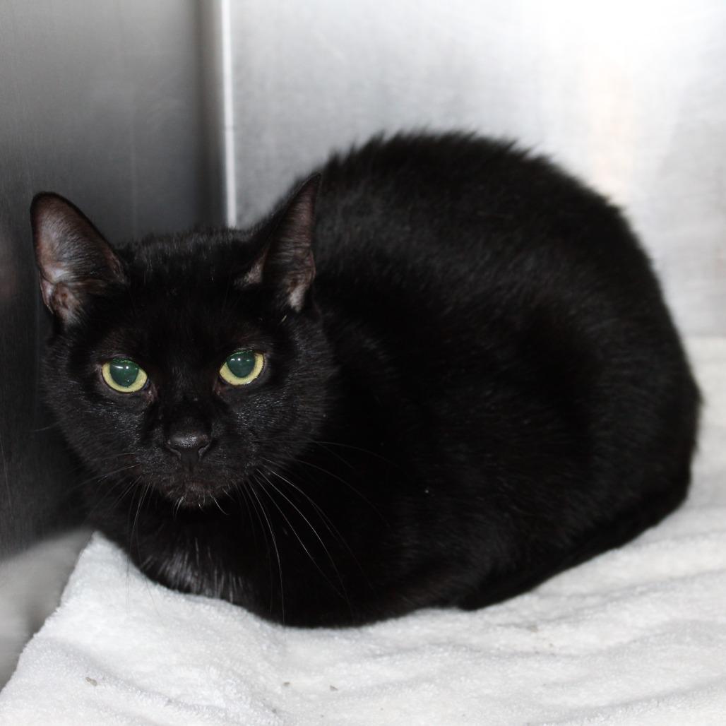 Enlarge Pickles, a Adoptable Domestic Short Hair in Auburn, AL image 2/2