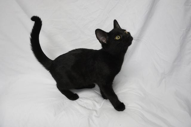 Enlarge Thane, a ADOPTABLE Domestic Short Hair in Denver, CO image 2/3