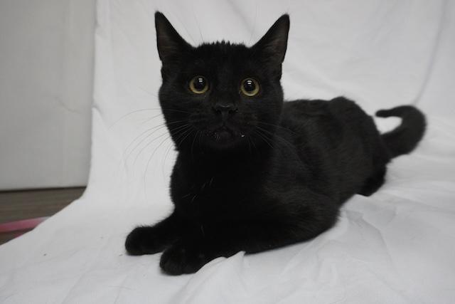 Thane, ADOPTABLE, Kitten Male Domestic Short Hair.