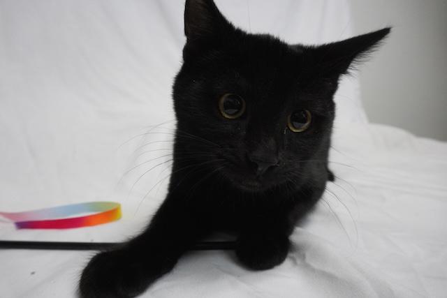 Enlarge Thane, a ADOPTABLE Domestic Short Hair in Denver, CO image 3/3