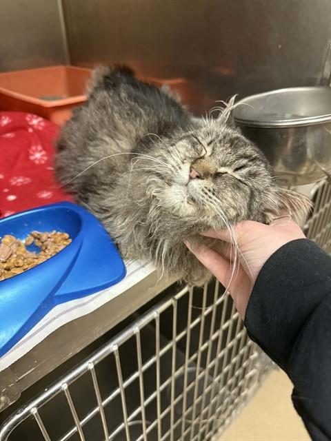 SPAM, Adoptable, Adult Female Domestic Long Hair.