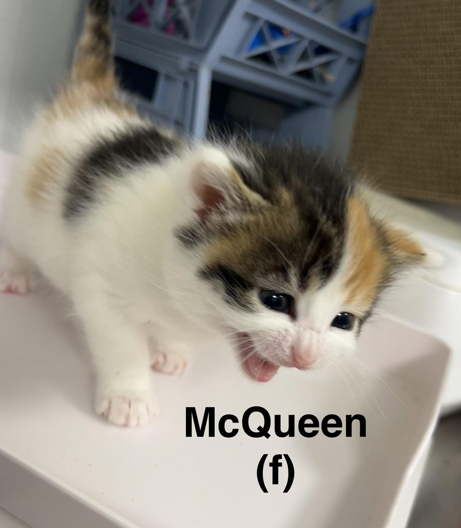 McQueen, a Adoptable mixed breed in Saugerties, NY image 2/3