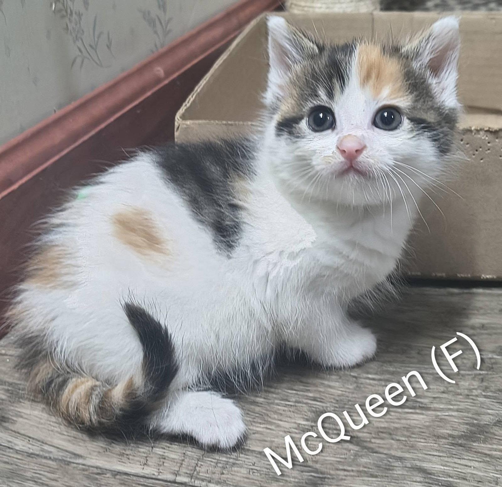 McQueen, a Adoptable mixed breed in Saugerties, NY image 3/3