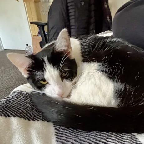 Enlarge Carhartt, a Adoptable Domestic Short Hair in Evanston, IL image 3/4