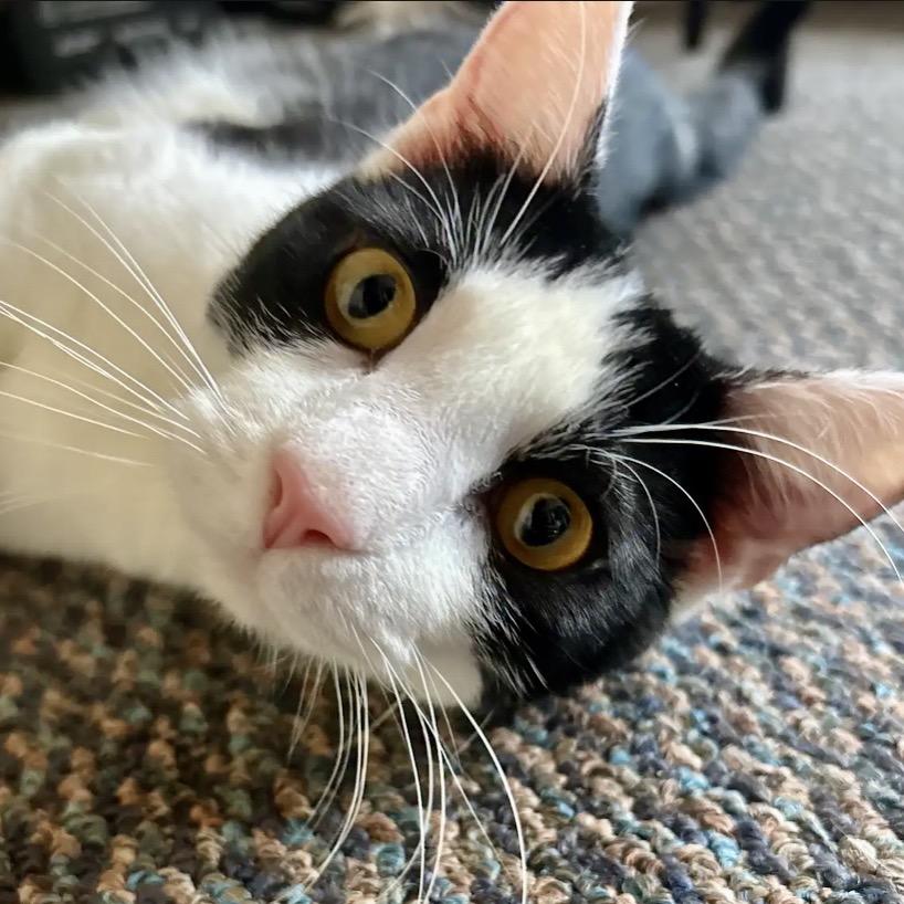 Enlarge Carhartt, a Adoptable Domestic Short Hair in Evanston, IL image 4/4