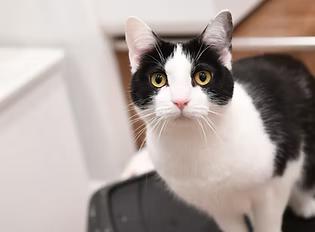 Carhartt, Adoptable, Young Female Domestic Short Hair.