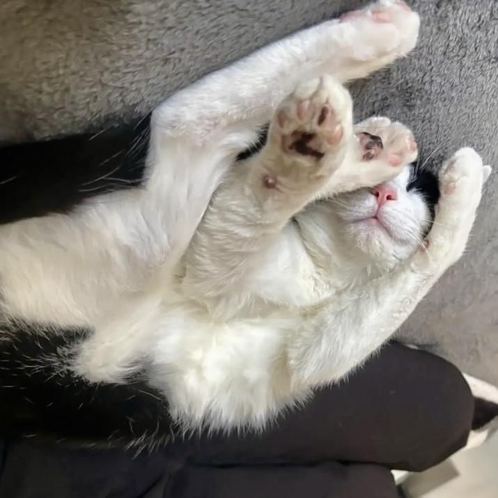 Enlarge Carhartt, a Adoptable Domestic Short Hair in Evanston, IL image 2/4