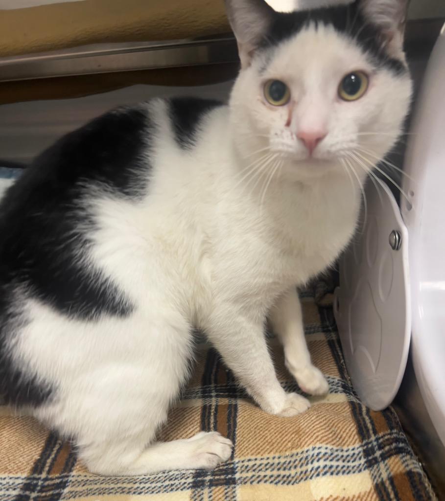 Ivo / AC 27608 A, Adoptable, Young Male Domestic Short Hair.